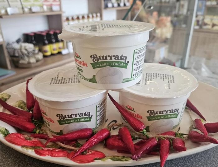 Burrata z byvolieho mlieka na tanieri s červenými čili papričkami